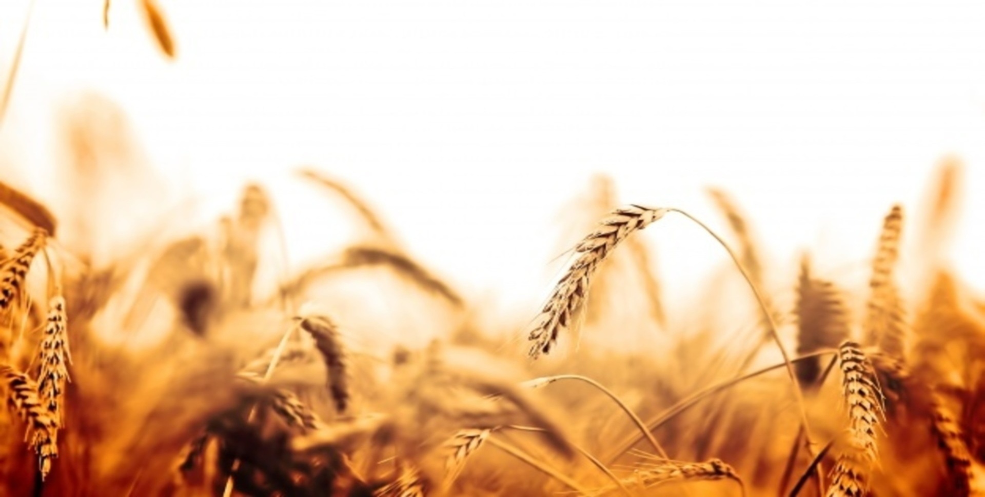 banner-slider